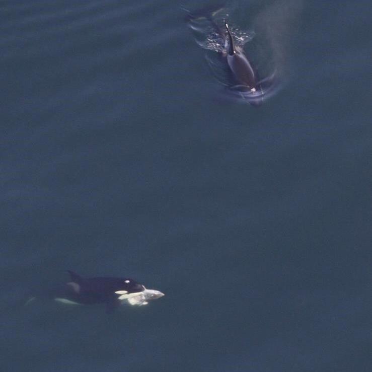 Large whale group spotted off New England includes orca eating a tuna, dozens of endangered species